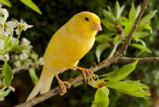 7 Langkah Mudah Budidaya Burung Kenari agar Hasilnya Maksimal
