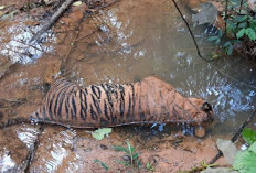 Harimau dan Gajah Sumatera Mati di Mukomuko, Ini Penjelasan BKSDA