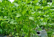 Kaya Nutrisi dan Rendah Kalori, Inilah Manfaat Seledri yang Wajib Kamu Tahu 