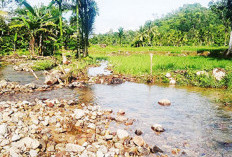 Irigasi Jebol, 3 Ha Sawah di Lebong Terdampak