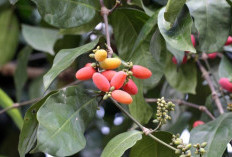 Tak Hanya Enak, Melinjo Ternyata Menyimpan Khasiat Luar Biasa bagi Tubuh !