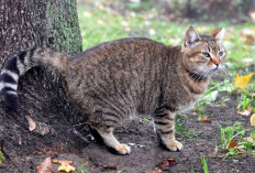 Kucing Sering BAB di Halaman ? Ini Cara Mudah Mengatasinya