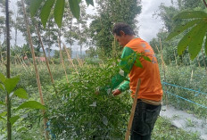 Musim Penghujan, Petani Cabai Terapkan Pemupukan Sistem Blower