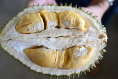 Wajib Tahu! 6 Makanan Ini Tak Disarankan Dimakan Berbarengan dengan Durian, Akibatnya Fatal