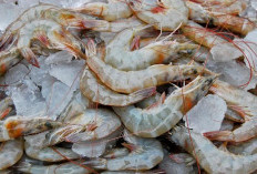 Udang Bau di Kulkas ? Coba 6 Cara Ini Agar Tetap Segar dan Tahan Lama