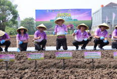 DD Jadi Solusi Krisis Pangan Nasional, Alokasi Harus Berpihak ke Petani