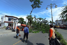 Belasan Lokasi Terdampak Badai Tempo Sepekan, Pohon Tumbang, Tiang Roboh, Atap Melayang