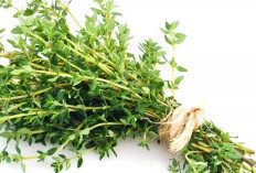 Thyme Indonesia, Rempah Tropis yang Kini Diburu Pasar Global