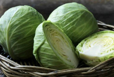 Mau Stok Kubis Lebih Lama ? Ikuti Cara Penyimpanan yang Tepat Ini