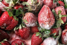 Makanan Sehat Bisa Jadi Beracun ! Ini Kesalahan Sepele yang Sering Kamu Lakukan di Dapur