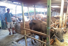 Ini Jumlah Kebutuhan Hewan Kurban di Rejang Lebong!