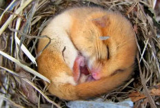 Catat Biar Gak Salah! Ini Perbedaan Hibernasi dan Brumasi Pada Hewan