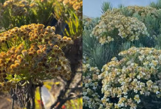 Mengungkap Sejarah dan Mitos Bunga Abadi Edelweiss, Yuk Selami Cerita di Balik Keindahannya!