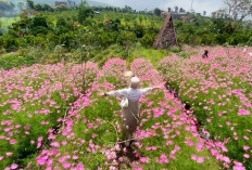 Beta Agrowisata Rejang Lebong Meledak di Media Sosial, Ini Pesona yang Bikin Wisatawan Terpikat