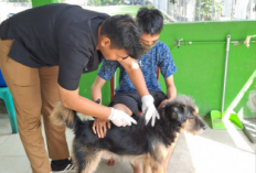 Kasus Gigitan Anjing Liar Meningkat