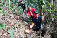 Ratusan Bonggol Rafflesia Segera Mekar, BKSDA Sebut Pertama Terjadi di RL Sebanyak Itu