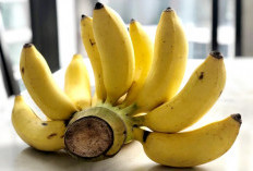 Mengenal 7 Varian Pisang Terbaik di Dunia, Mana Favoritmu ?