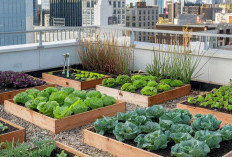 Mau Buat Kebun Sayur di Rumah ? Ini 8 Ide Desain Cantik, Hemat Lahan, dan Kaya Manfaat !