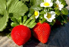 Fakta Menarik Bijin Hime, Varietas Stroberi Termahal yang Miliki Harga Fantastis