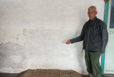 Jelang Idul Adha, Harga Kopi di Rejang Lebong Masih Stabil