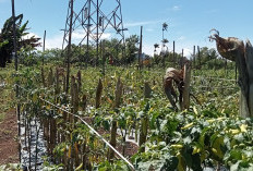 Dinilai Mudah Perawatannya, Petani  Ramai Tanam Cabai Setan