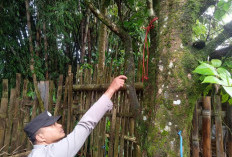 Warga Rejang Lebong Heboh, Seorang Pria Ditemukan MD Tergantung di Pohon Jambu! 