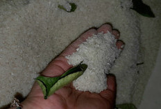 Anti Kutu, Anti Apek ! Begini Cara Menyimpan Beras agar Tetap Segar dan Harum Alami