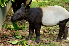 Ini Kata MUI Soal Halal atau Haram Mengkonsumsi Tapir