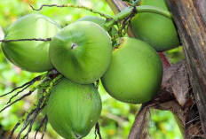 Waspada, 5 Kelompok Ini Tidak Boleh Minum Air Kelapa