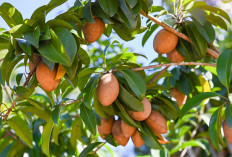 Orang dengan Kriteria Ini Perlu Menghindari Buah Sawo, Siapa Saja?