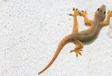 Kejatuhan Cicak Pada Pundak Sebelah Kiri Bisa Jadi Pertanda Baik atau Buruk, Mitos apa Fakta?