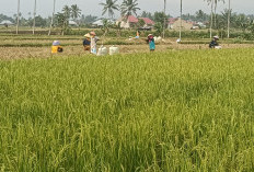 Bebas Sengketa, 376 Hektare Lahan Baru Siap Digarap