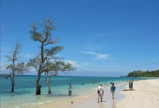 Kenapa Pohon-Pohon di Pantai Lhok Mee Suka Berendam, Cari Tahu Yuk !