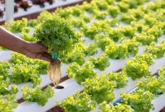 Mengenal Fakta Menarik dari Sayur Hidroponik, Apakah Lebih Sehat ?