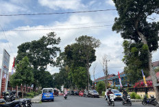 Angin Kencang Landa Rejang Lebong, Waspada Pohon Tumbang!