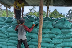 Desa Air Meles Bawah Jadi Sentral Produksi Pupuk Kompos di Rejang Lebong