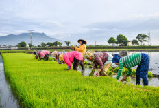 Program Cetak Sawah Masih Ditelaah dan Dikaji Matang