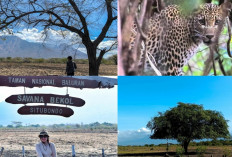 Wisata Taman Nasional Baluran Situbondo Menyambut Wisatawan Dengan Pesona Seolah Di Afrika Van Java!