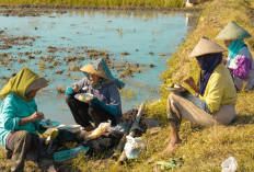 Begini cara Daftar Program Petani Milenial 2024 yang Menjanjikan, Pendapatan Hingga Rp 10 Juta per Bulan