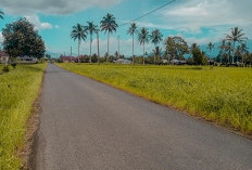 Lahan Pertanian dengan Kategori Ini Tak Bisa Lagi Dapat Bantuan Pusat!