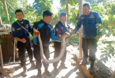 Bukan Hanya Padamkan Api, Tapi Petugas Damkar Rejang Lebong Bisa Lakukan Penyelamatan Lain, Apa Saja ?