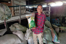 Bantuan Bibit Padi Ringankan Beban Petani di Rejang Lebong