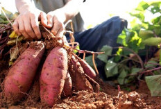 Apa Benar Ubi Jalar Cocok untuk Menu Diet Seimbang ? Ini Penjelasannya