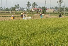 Distankan Upayakan Peningkatan Bantuan Petani