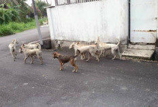  Perda Dinilai Mandul, Anjing Liar Bebas Berkeliaran Ancam Keselamatan Warga