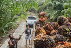   Pabrik Sawit Jangan Seenaknya Tekan Harga TBS Petani, Ini Kata Wagub Bengkulu