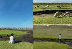 Di Indonesia ada Wisata dengan Panorama Swiss Cabang Bantul, Ini Pesona Muara Pandansimo!