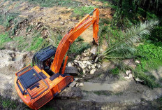 Manfaatkan Program Replanting dengan Baik