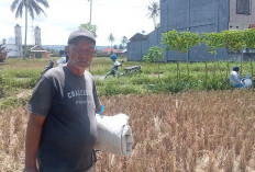 Hasil Panen Padi di Talang Benih Menurun