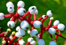 Fakta Menarik dari White Baneberry, Buah Mirip Mata Boneka yang Beracun